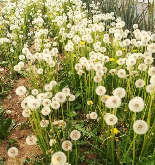 蒲公英种子可以直接种植吗？种植时需要注意什么？