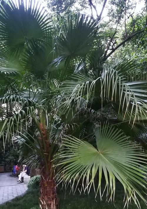 蒲葵属于乔木还是灌木？如何区分蒲葵的类型？