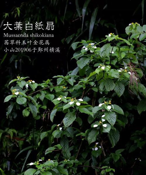 蒲扇是由哪种植物的叶子制成的？制作过程是怎样的？