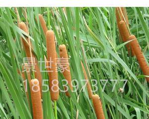 蒲笋是什么植物？它的营养价值有哪些？
