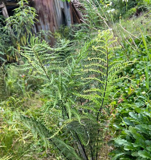 蒲笋是什么植物？它的营养价值有哪些？