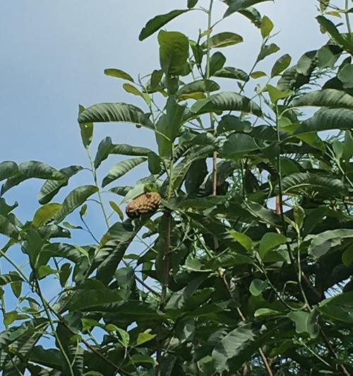 朴树果实能吃吗？食用安全性和营养价值解析？