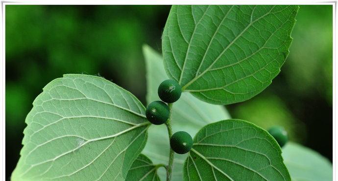 朴树果实能吃吗？食用安全性和营养价值解析？