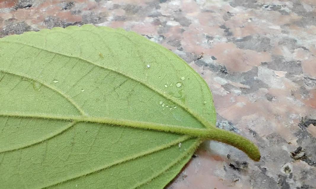 朴树开花吗？朴树开花的样子是怎样的？