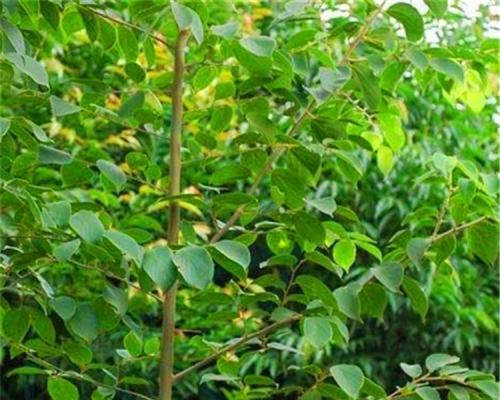 朴树嫁接其他树种的方法和常见问题？
