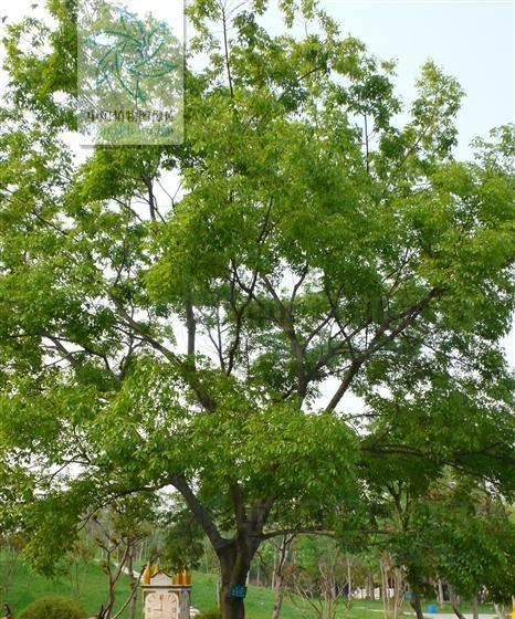 朴树属于保护植物吗？为什么会被列为保护植物？