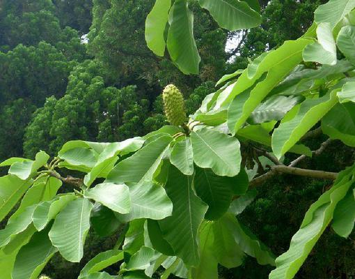 朴树属于裸子植物吗？裸子植物的定义是什么？