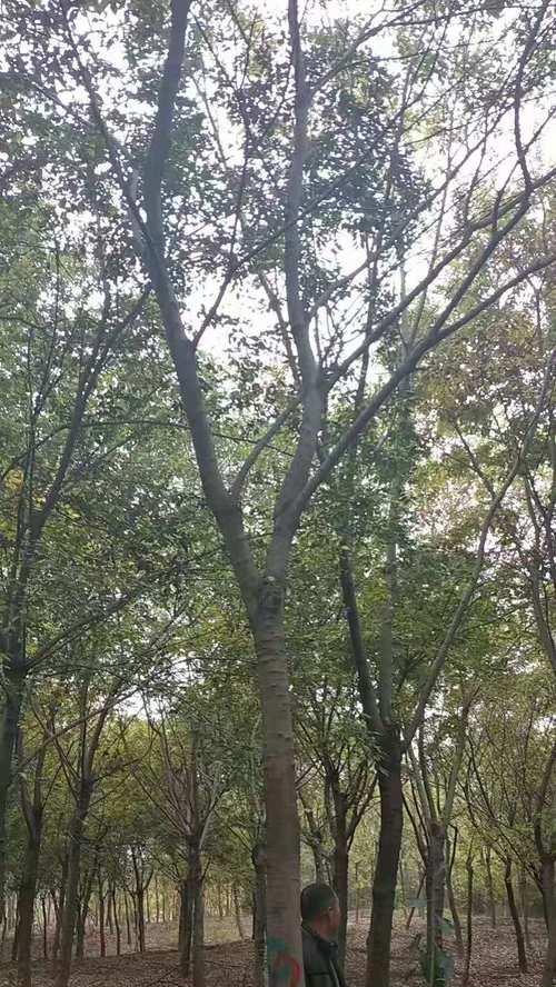 朴树属于什么树种？它是落叶乔木吗？