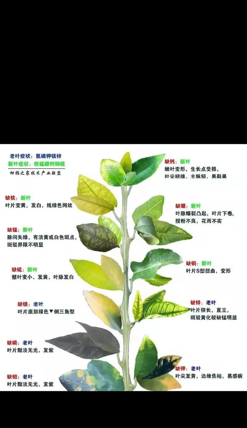 朴树叶片发黄是什么原因？如何正确处理？