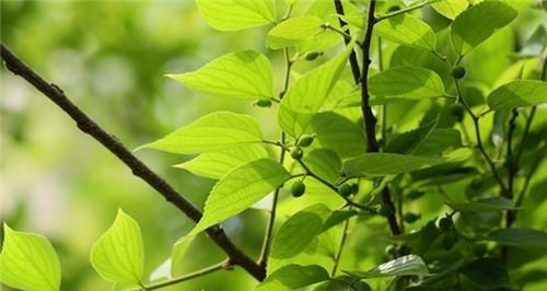 朴树还有哪些别名？了解朴树的其他称呼及其特点？