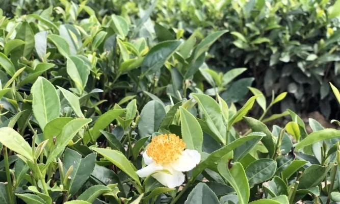 普洱白茶属于什么茶叶类型？它与普洱茶有何不同？