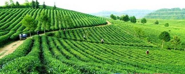 普洱茶的产地是哪里？了解普洱茶的原产地及其特点？