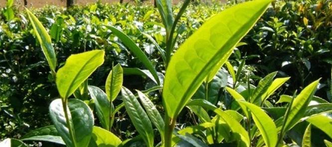 普洱茶的产地是哪里？了解普洱茶的原产地及其特点？