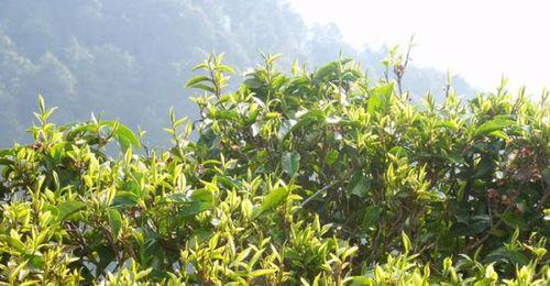 普洱茶的产地是哪里？了解普洱茶的原产地及其特点？