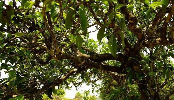 普洱茶生长环境有哪些特点？哪些地方最适合种植普洱茶？