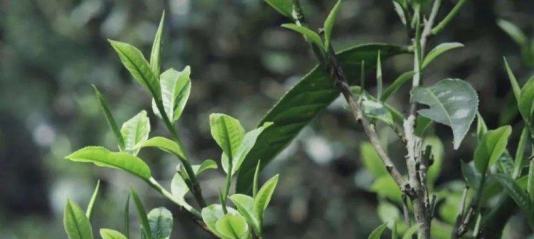 普洱茶生长环境有哪些特点？哪些地方最适合种植普洱茶？
