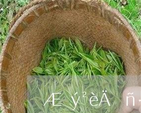 普洱茶能放冰箱吗？储存方法和注意事项是什么？