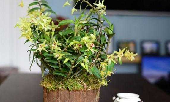 普洱茶水可以用来浇花吗？浇花后需要注意什么？