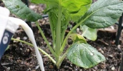 普洱茶水可以用来浇花吗？浇花后需要注意什么？