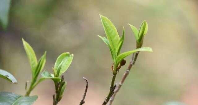 普洱茶生长环境条件是什么？普洱茶有哪些独特特点？