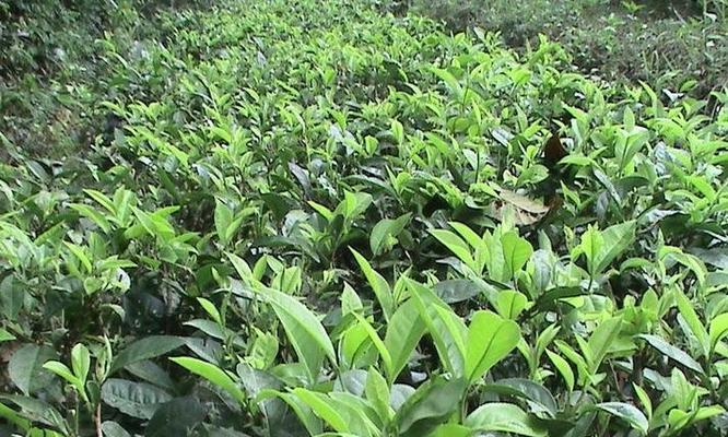普洱茶产自哪里？普洱茶的产地有哪些特点？