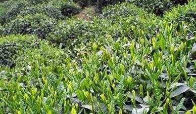 普洱茶产自哪里？普洱茶的产地有哪些特点？