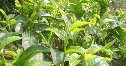 普洱茶产自哪里？普洱茶的产地有哪些特点？