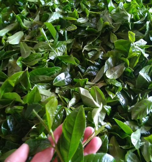 普洱茶是哪种树的叶子制成的？如何辨别普洱茶的真伪？