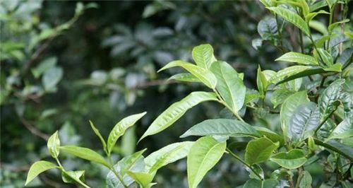 普洱茶是哪种树的叶子制成的？如何辨别普洱茶的真伪？
