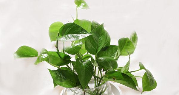 普洱茶水浇花有好处吗？使用方法是什么？