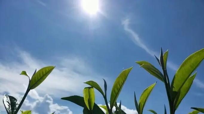 普洱茶原产地在哪里？如何辨别真正的普洱茶？