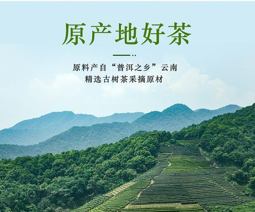 普洱茶原产地在哪里？如何辨别真正的普洱茶？
