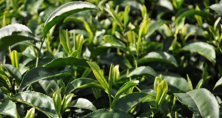 普洱茶原产地在哪里？如何辨别真正的普洱茶？