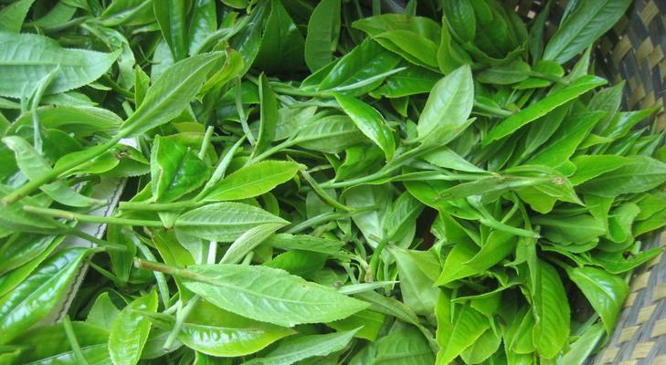 普洱茶渣用作肥料的正确方法是什么？使用后对植物生长有何影响？