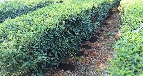普洱茶渣用作肥料的正确方法是什么？使用后对植物生长有何影响？