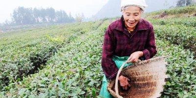 普洱茶渣用作肥料的正确方法是什么？使用后对植物生长有何影响？