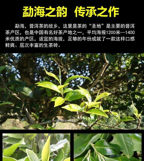 普洱古树茶与老树茶有何不同？如何鉴别它们的差异？