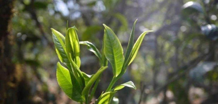 普洱古树茶与老树茶有何不同？如何鉴别它们的差异？
