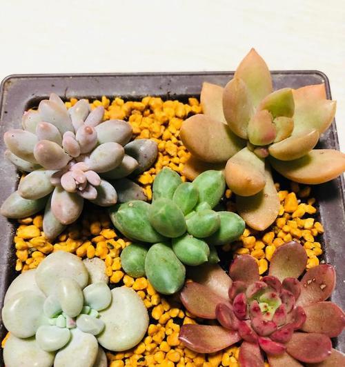 普通土种植多肉植物的正确方法是什么？