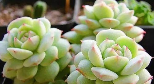 普通土种植多肉植物的正确方法是什么？