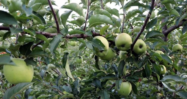 栖霞苹果成熟上市时间是何时？如何挑选最新鲜的栖霞苹果？