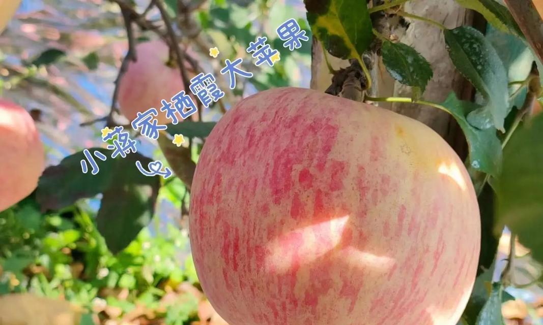 栖霞苹果成熟上市时间是何时？如何挑选最新鲜的栖霞苹果？