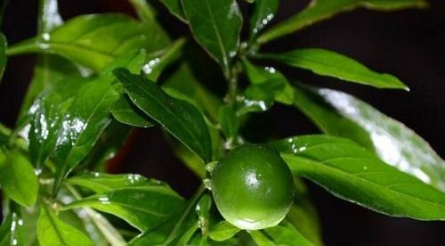 七彩椒开花不结果怎么办？如何提高坐果率？