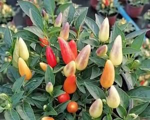 七彩椒开花不结果怎么办？如何提高坐果率？