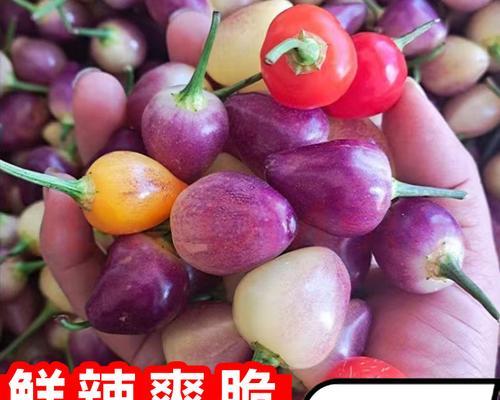七彩椒源自哪里？它是哪个地区的特色产品？