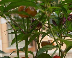 七彩椒种植方法是什么？最佳种植时间是什么时候？