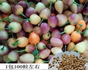 七彩椒种子发芽需要多长时间？发芽失败怎么办？