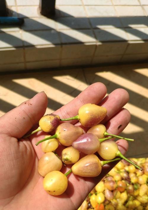 七彩椒种子发芽需要多长时间？发芽失败怎么办？
