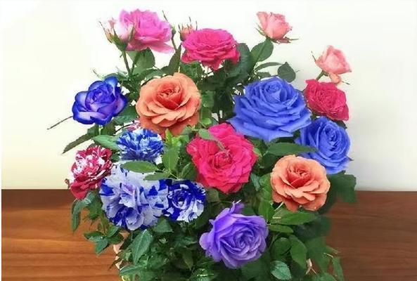 七彩玫瑰花养护方法是什么？如何保持其鲜艳色彩？