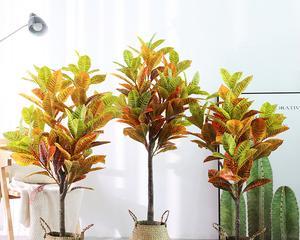 七彩木掉叶子怎么办？如何有效防止和处理？